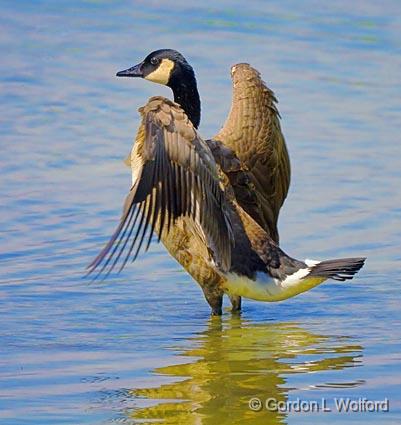 Canada Goose_48987.jpg - Photographed in Ottawa, Ontario - the capital of Canada.